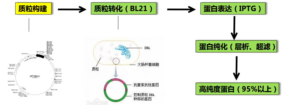 蛋白纯化技术 蛋白纯化技术