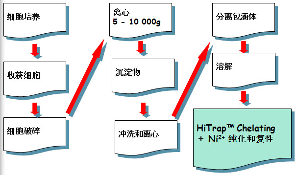 包涵体蛋白纯化和复性的基本步骤 包涵体蛋白纯化和复性的基本步骤
