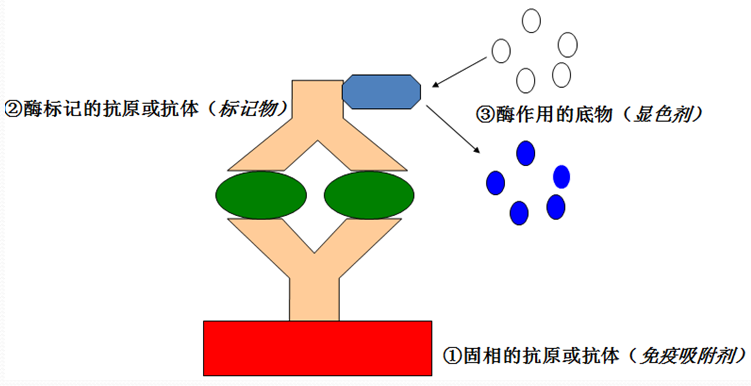 ELISA的基本原理 ELISA的基本原理