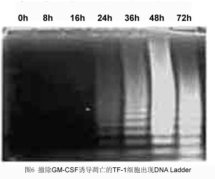 f0891cfb-1c45-4df1-8e14-59d58f6ba080 贝斯特 - 全球最奢华的游戏平台