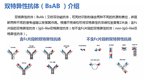 2471c67e-e4e4-4db4-a5c9-1858ba5197f4 双特异性抗体(BsAB)介绍