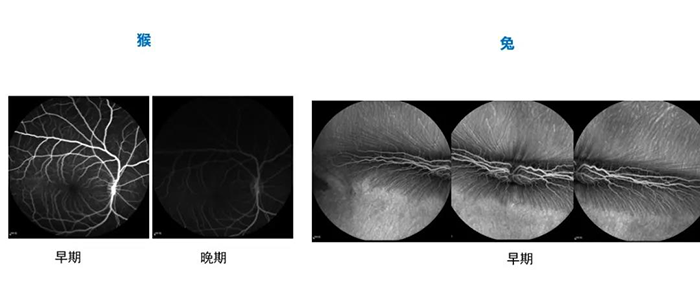 060fe5a2-105f-4696-b518-60e925588d0d 猴和兔不同时期的眼底荧光造影(FA)