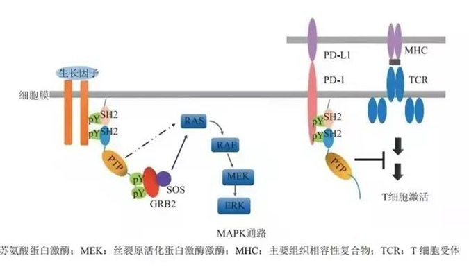晚期恶性肿瘤患者的福音，SHP2变构抑制剂RG001片获批临床.png