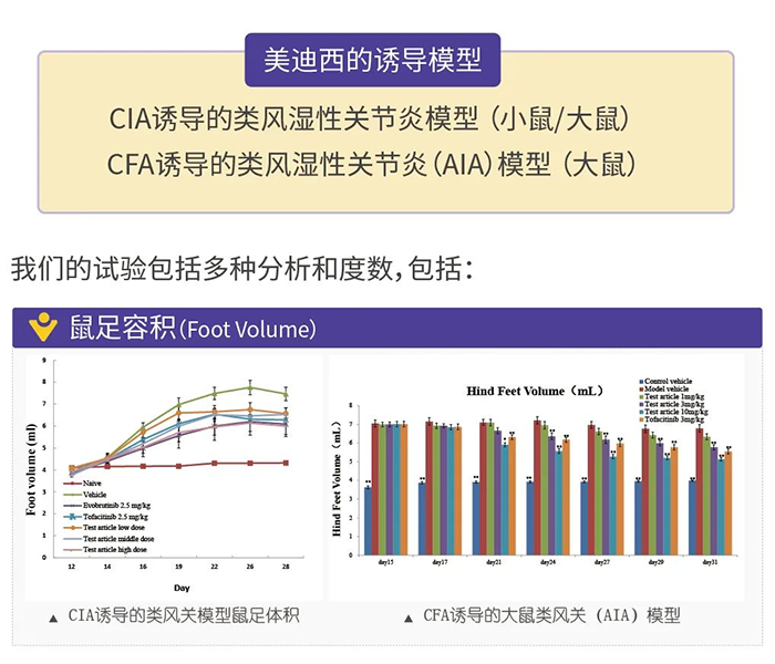 贝斯特全球最奢华的游戏平台诱导的类风湿性关节炎模型-1.png 贝斯特全球最奢华的游戏平台诱导的类风湿性关节炎模型-1.png