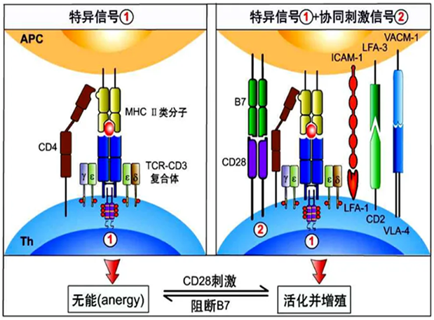 贝斯特全球最奢华的游戏平台助力 | 国内CD19×CD3×CD28三特异性抗体获FDA默示许可