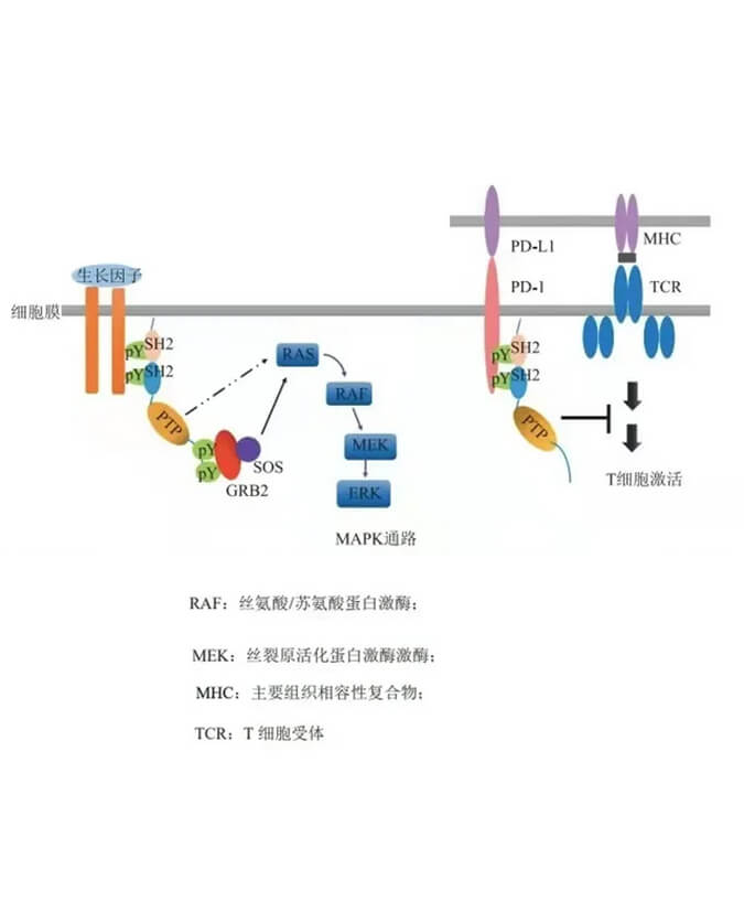 贝斯特全球最奢华的游戏平台助力凌达生物SHP2变构抑制剂RG001片获批临床.jpg