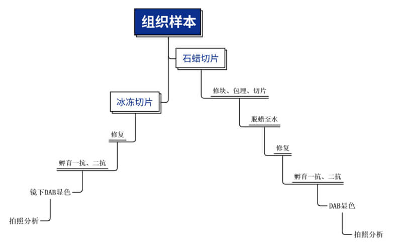 免疫组化处理流程.jpg 免疫组化处理流程.jpg