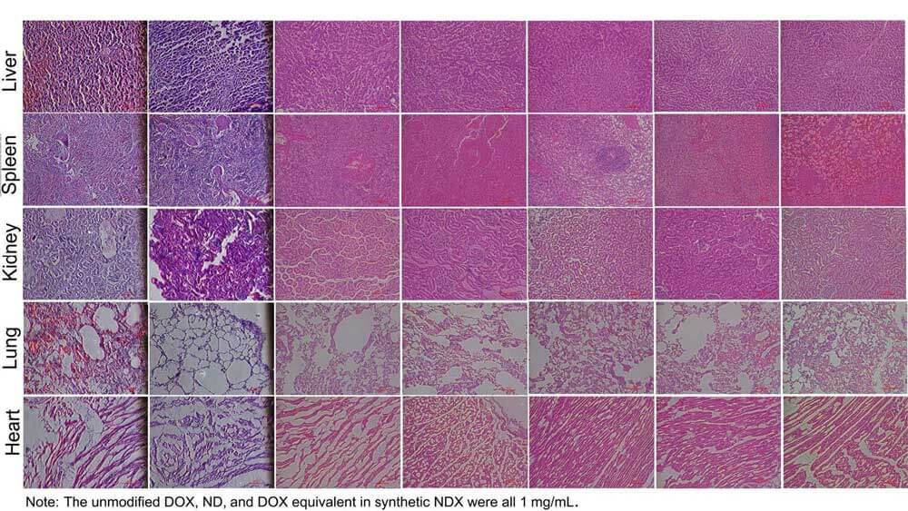 Histopathology-of-dogs-treated-with-ND,-NDX-and-DOX.jpg Histopathology-of-dogs-treated-with-ND,-NDX-and-DOX.jpg