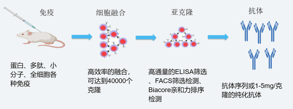 贝斯特全球最奢华的游戏平台杂交瘤技术平台开发流程