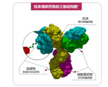 658e3ab20ab69 ADC定点偶联及蛋白修饰
