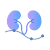 慢性肾功能衰竭模型.png 慢性肾功能衰竭模型.png