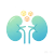 高尿酸性肾病模型.png 高尿酸性肾病模型.png